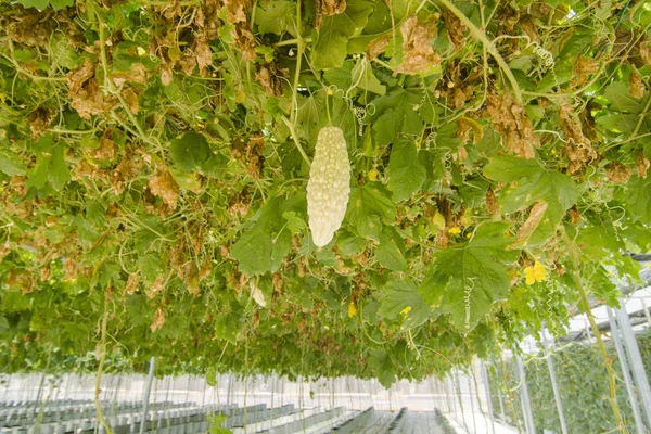 Bitter melon i ekologisk gård — Stockfoto
