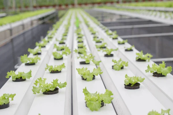 Organik sebze organik şekilde dikildi. 