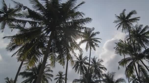 Zeitraffer weißer Wolkenstrom über Kokosnuss. — Stockvideo