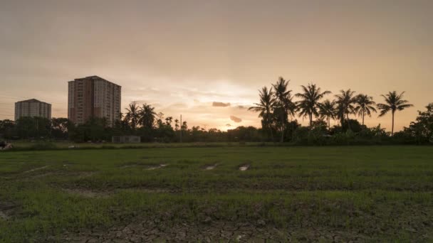 Timelapse sunset timme med röda molnet på risfält. — Stockvideo