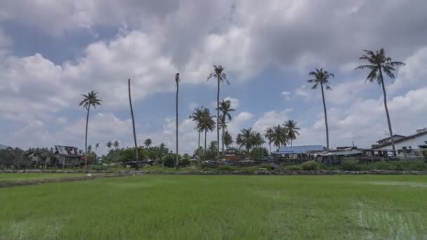 Хронология выращивания зеленого рисового поля . — стоковое видео
