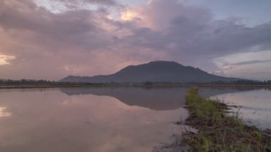 Ak balıkçıl kuş uçan ile sular altında paddy alanının Timelapse gündoğumu