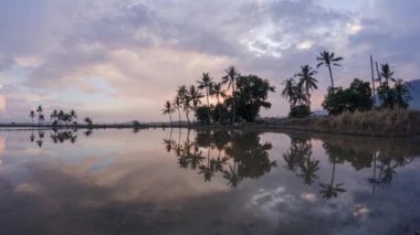 Paddy alan kırsal alanda Timelapse
