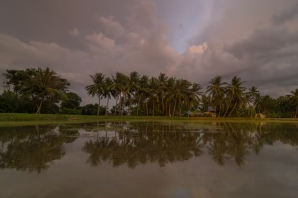 Timelapse denkpauze rij van kokosnoot boom in het water — Stockvideo