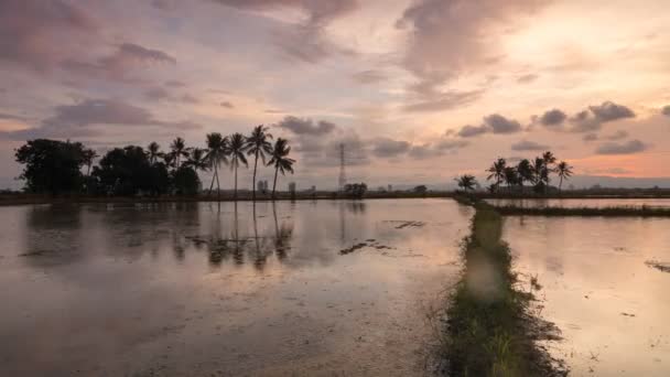 Timelapse fila cocoteros en reflexión durante la hora del atardecer — Vídeos de Stock