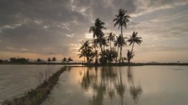 Timelapse yansıma günbatımı Hindistan cevizi