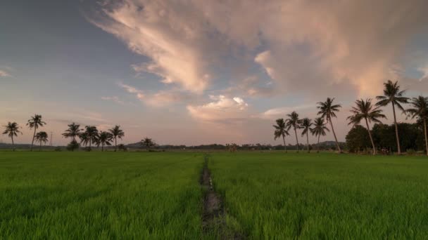 Formazione di nuvole dorate Timelapse con sentiero principale per gli alberi di cocco — Video Stock