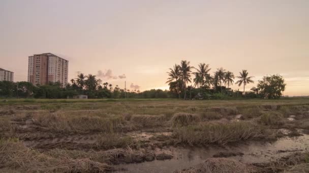 TimeLapse pannning rizs paddy field követően betakarított — Stock videók