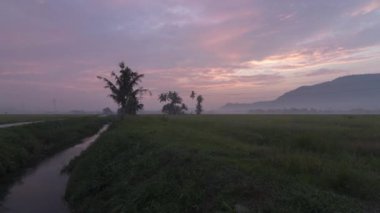 Yeşil pirinç çeltik fiel şu puslu sabah için kaydırma Timelapse