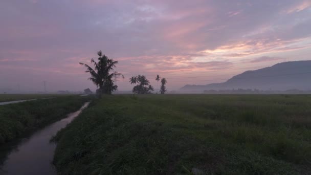 Timelapse панорамування праворуч туманного ранку в зеленому рисі paddy fiel — стокове відео