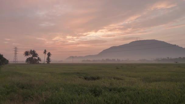 Tiempo de niebla Timelapse temprano en la mañana de arrozal de arroz . — Vídeos de Stock