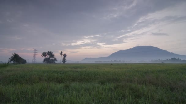 Timelapse ομίχλης γραφική θέα τομέα του ρυζιού paddy — Αρχείο Βίντεο