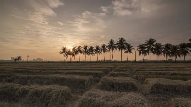 Timelapse sunset of rice paddy field roll to look congested — Stock Video