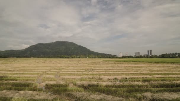 Timelapse ris fält rulle bildar tillsammans en väg mot berget — Stockvideo