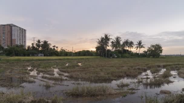 Timelapse panning disparar arroz arrozal campo inundado de agua — Vídeos de Stock