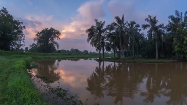 Timelapse puesta de sol con reflejo de palmeras aceiteras — Vídeos de Stock