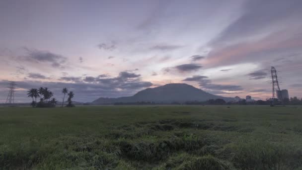 Timelapse dia nublado no campo de arroz paddy — Vídeo de Stock