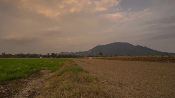 Timelapse kvällen i fältet rice paddy — Stockvideo