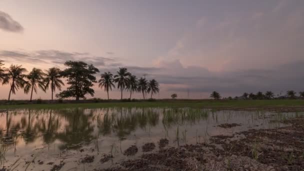 Timelapse reflexión puesta del sol una fila de cocoteros . — Vídeos de Stock