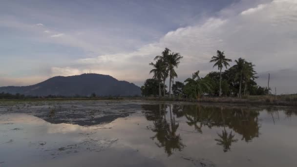 Timelapse spokojny krajobraz jeden wiersz z drzewa kokosowego — Wideo stockowe