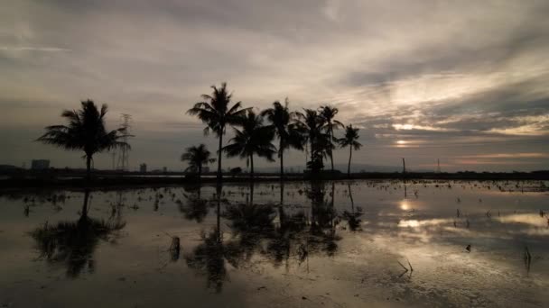 Timelapse espejo cocoteros — Vídeo de stock