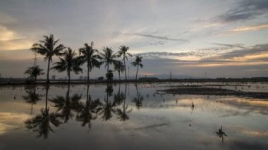 Timelapse ayna Hindistan cevizi ağaçları
