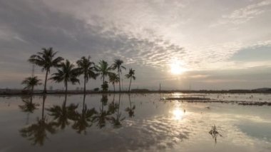 Timelapse yansıma ayna Hindistan cevizi ağaçları su