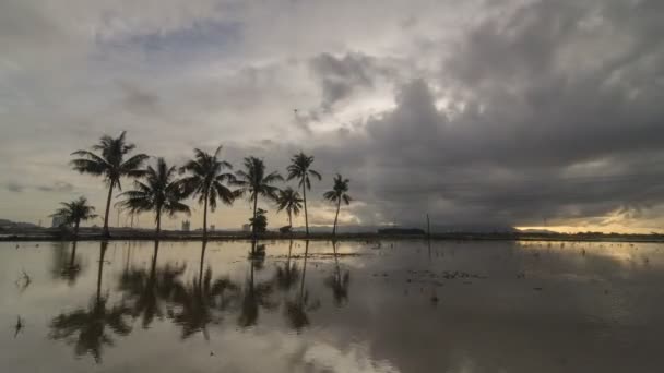 Timelapse agricultor puesta del sol arar el arrozal — Vídeo de stock