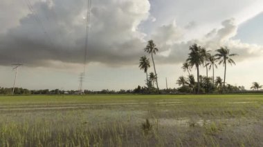 Elektrik kablo yanında Timelapse bulutlu gün Hindistan cevizi.
