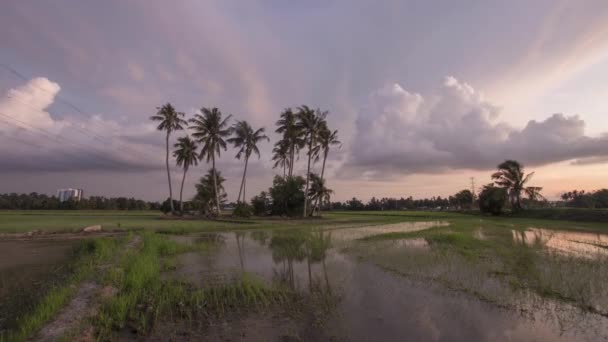 Coqueiros Timelapse sobre o campo de arrozais — Vídeo de Stock