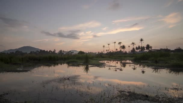 Время восхода солнца над плантацией кокосовой фермы — стоковое видео