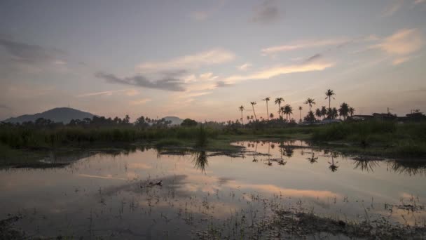 Timelapse amanecer sobre la plantación de la granja de coco — Vídeo de stock