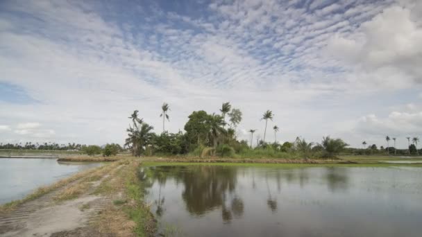 Timelaspe fila di alberi di cocco presso la piantagione tropicale — Video Stock