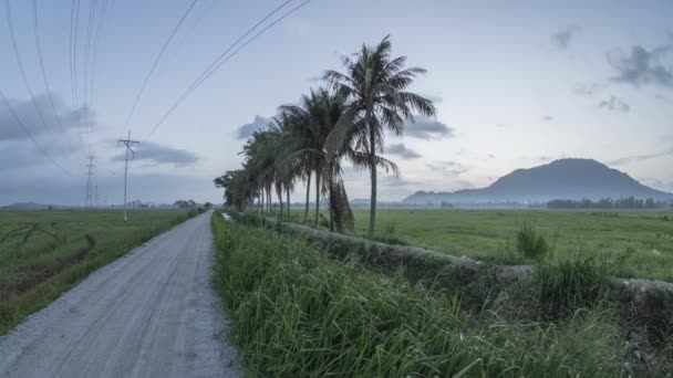 Timelapse amanecer cable eléctrico y fila de cocoteros — Vídeos de Stock