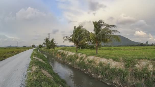 Palmy kokosowe timelapse na wsi. — Wideo stockowe