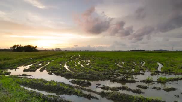 Tramonto Timelaspe sul campo di risaia verde — Video Stock