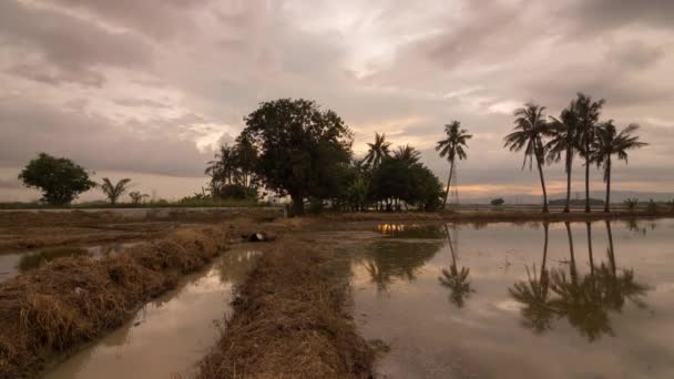 Timelapse kokospalmer i gården vid våtmark. — Stockvideo