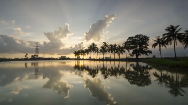 Timelapse una fila di alberi di cocco all'aperto . — Video Stock