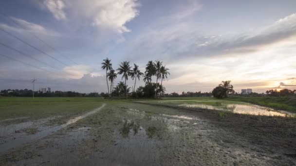 Timelapse coconut trees in the field — Stock Video