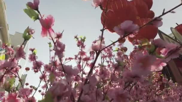 Künstliche Pflaumenblüte zum chinesischen Neujahrsfest dekoriert — Stockvideo