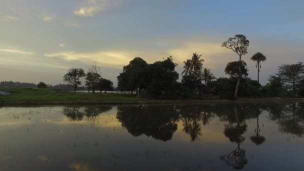 Tracking shot Reflection of the countryside in the farm with coconut trees. — Stock Video
