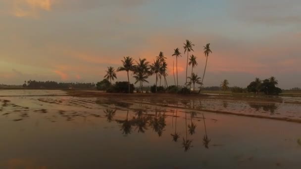 Seguimiento de cocoteros disparados en el campo durante la hora dorada del atardecer . — Vídeo de stock