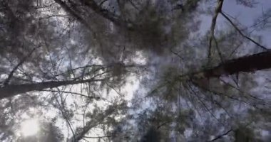 Malezya, Asya tropik çam ormanı içinde hareket.