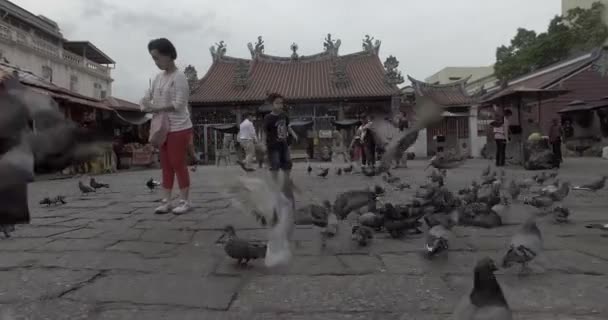 Besökare till templet ha kul med duvor. — Stockvideo