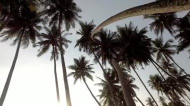 Gün batımında Hindistan cevizi tarlası Penang, Malezya 'da..
