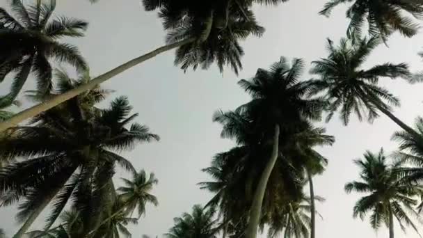 Rijden Met Motor Kokosplantage Boerderij Maleisië Kokosboerderij Zuidoost Azië — Stockvideo