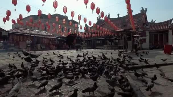 Penang Malaysia March 2018 Pigeon Літає Перед Китайським Храмом Ліхтарним — стокове відео