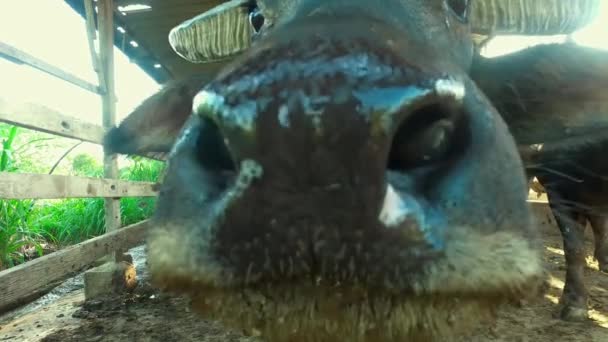 Gros plan sur le bison cute respirer dans la cage.