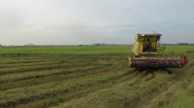BUKIT MERTAJAM, MALAYSIA - 22 Mart 2018: Çiftçiler çeltik mahsulünü çeltik hasatçısıyla kestiler.