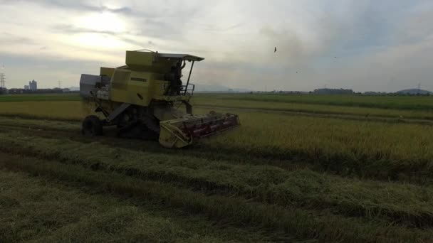 Bukit Mertajam Malaysia March 2018 Harvester Machine Harvest Paddy Crop — Stock Video